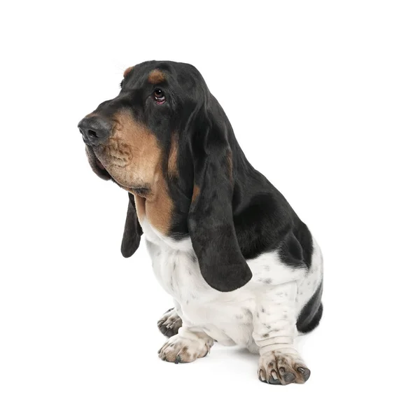 Bassett Hound, 10 months old, sitting in front of white backgrou — Stock Photo, Image