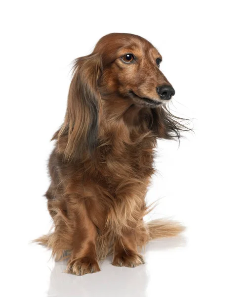 Dachshund (7 yaşında) — Stok fotoğraf