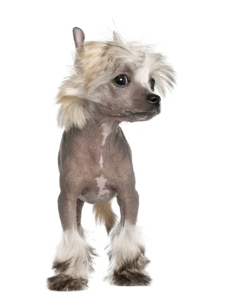 Chinese Crested Dog - Hairless puppy (3 months) — Stock Photo, Image