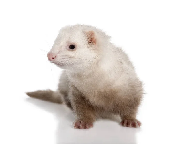 Ferret, sedícího před bílým pozadím, studio zastřelil — Stock fotografie