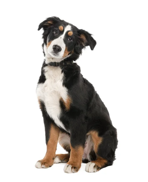 Щенок бернской горной собаки (18 недель) ) — стоковое фото