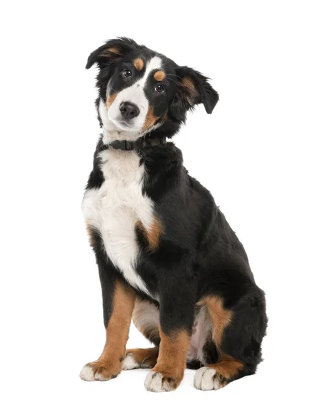 Bernese cachorro cão de montanha (18 semanas de idade ) — Fotografia de Stock