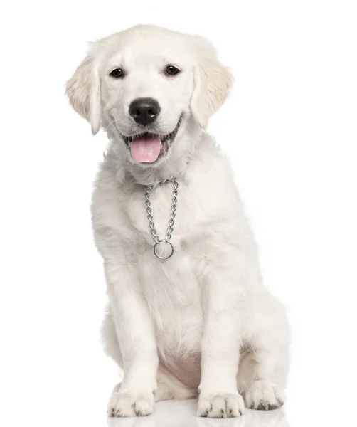 Golden Retriever cucciolo (14 settimane ) — Foto Stock