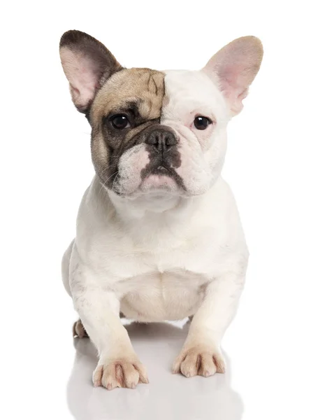 Bulldog francés (1 año) ) —  Fotos de Stock