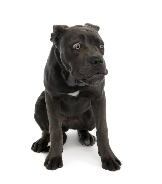 Retrato de preto misto bastardo cão com triste rosto — Fotografia de Stock