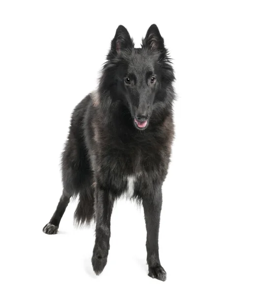 Retrato de perro bastardo negro de pie delante de un backgro blanco — Foto de Stock