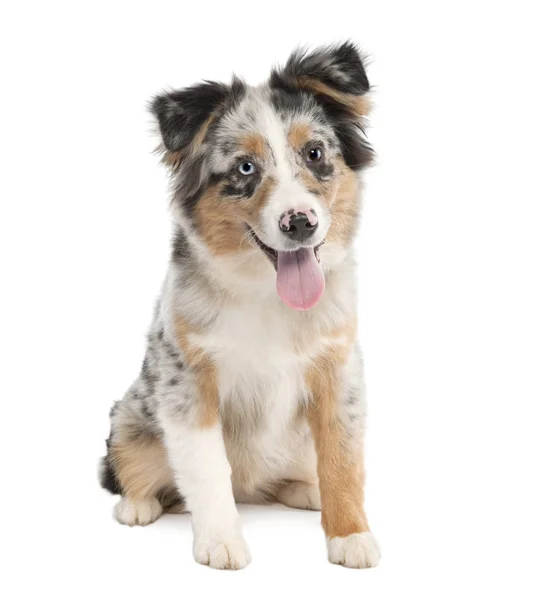 Puppy australian shepherd panting(5 months) — Stock Photo, Image