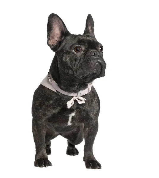 French Bulldog (2 года) ) — стоковое фото