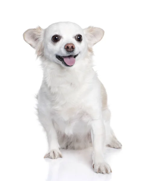 Branco chihuahua sentado (9 anos ) — Fotografia de Stock