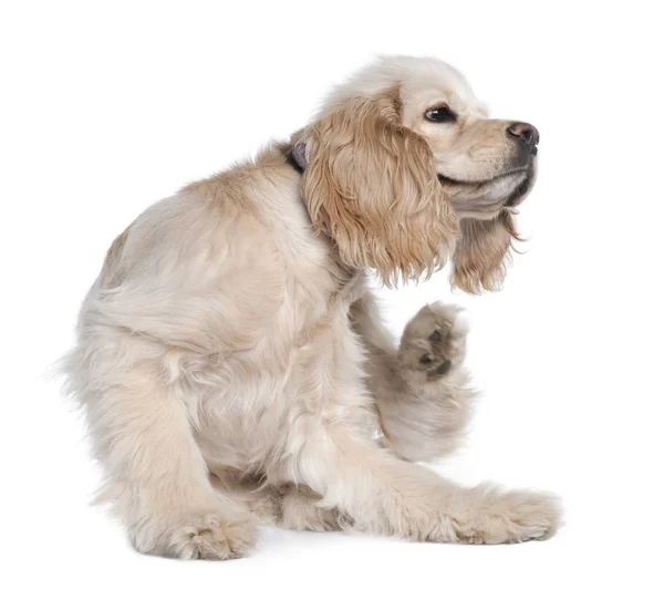 Young American Cocker Spaniel scratching, 9 months old, in front of white background — Stock Photo, Image