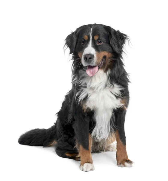 Портрет бернской горной собаки, сидящей и задыхающейся, студия шо — стоковое фото