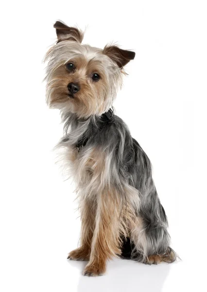 Yorkshire Terrier köpek yavrusu (8 ay yaşlı) — Stok fotoğraf