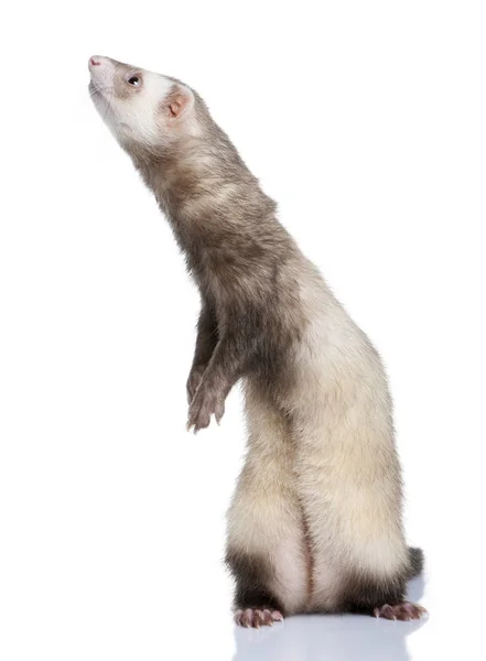 Ferret - Mustela putorius furo (1 year old) — Stock Photo, Image