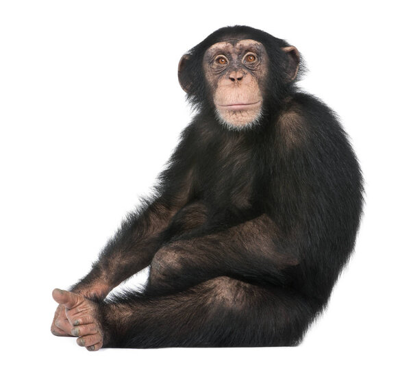 Молодой шимпанзе сидя - Simia troglodytes (5 лет
)