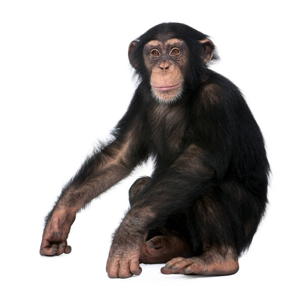 Young Chimpanzee, Simia troglodytes, 5 years old, sitting in fro