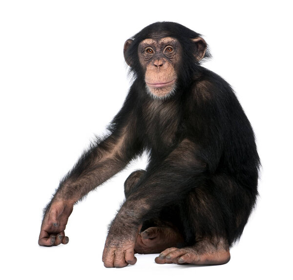 Юные шимпанзе, Ситроглодиты, 5 лет, сидят во фро

