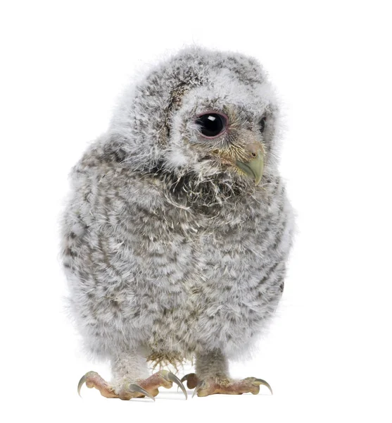 Baby Little Owl, 4 weeks old, Athene noctua, in front of a white background — Stock Photo, Image