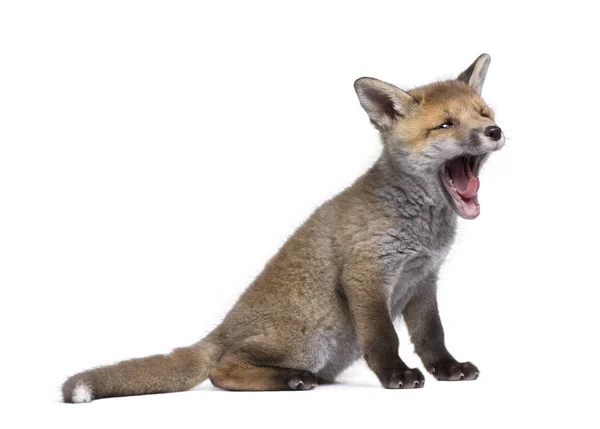 Raposa vermelha bocejando, Vulpes vulpes, 6 semanas, de pé em fro — Fotografia de Stock