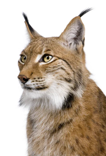 Close-up de Eurasian Lynx, Lynx lynx, 5 anos, na frente de w — Fotografia de Stock