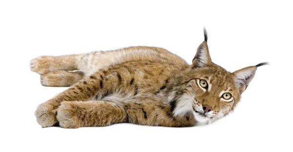 Eurasian Lynx, Lynx lynx, 5 anos, deitado na frente do branco b — Fotografia de Stock