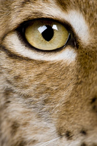 Primo piano di Eurasian Lynx eye, Lynx lynx, 5 anni — Foto Stock