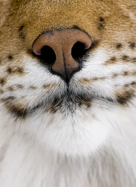 Close-up van neus van de Euraziatische Lynx, Lynx lynx, 5 jaar oud — Stockfoto