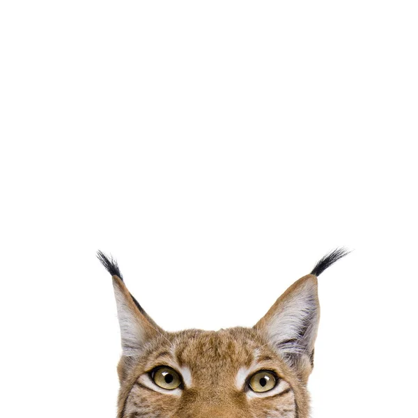 ヨーロッパオオヤマネコ lynx 白い背景に、スタジオ撮影の前に — ストック写真