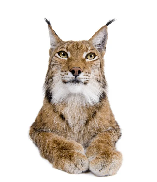 Vista cortada de Eurasian Lynx, lynx lynx, 5 anos, studio sh — Fotografia de Stock