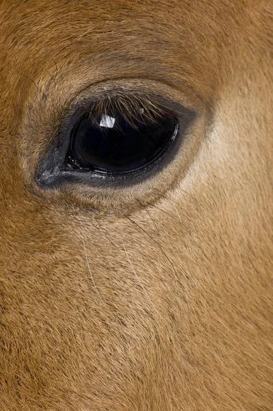 Крупный план глаз жеребенка, 4 недели — стоковое фото