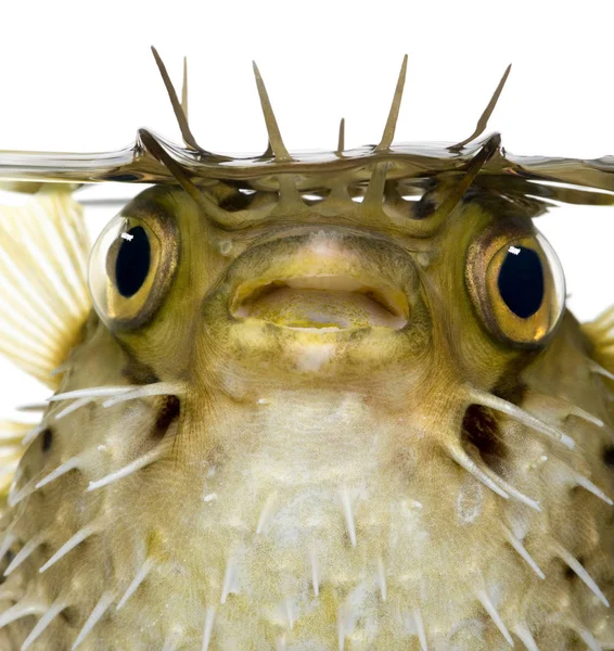 作为多刺 balloonfish-鱼虎也知道长脊柱 porcupinefish — Stockfoto