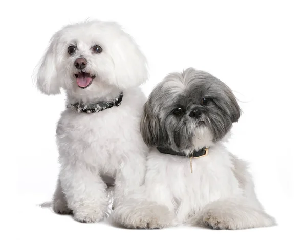 Couple of a Shih Tzu and a maltese dog — Stock Photo, Image