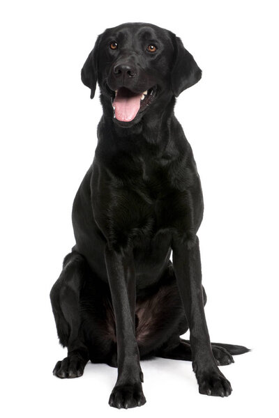 black Labrador  in front of white background, studio shot