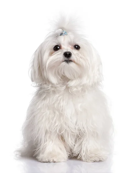 Cão maltês na frente de um fundo branco — Fotografia de Stock