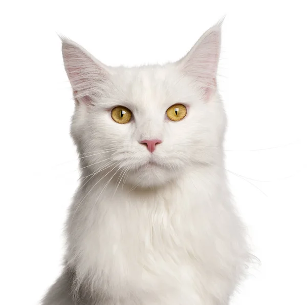 메인 Coon 고양이, 8 개월 된, 흰색 배경 앞에 올려 — 스톡 사진