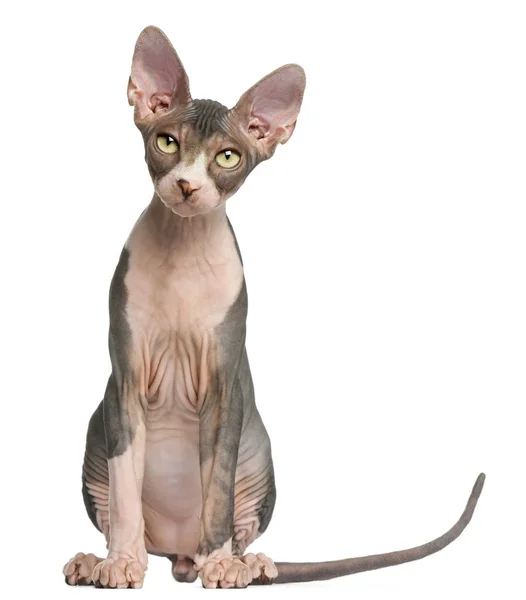 Gattino Sphynx, 4 mesi, seduto davanti allo sfondo bianco — Foto Stock