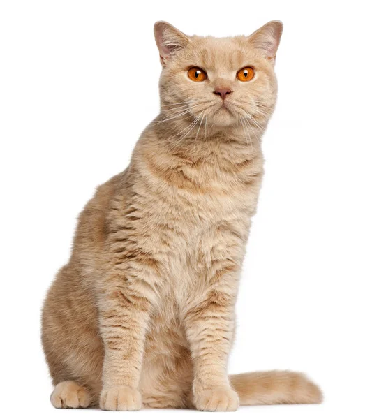 Ginger British Shorthair cat, 1 ano, sentado na frente do fundo branco — Fotografia de Stock