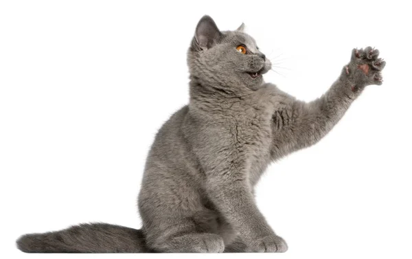 Britânico Shorthair gatinho, 3 meses, pawing na frente de fundo branco — Fotografia de Stock