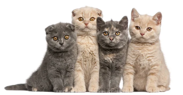 Vouw in de Schotse en Britse korthaar kittens, 10 weken oud, zit op witte achtergrond — Stockfoto