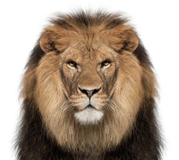 Close-up of lion, Panthera leo, 8 years old, in front of white b