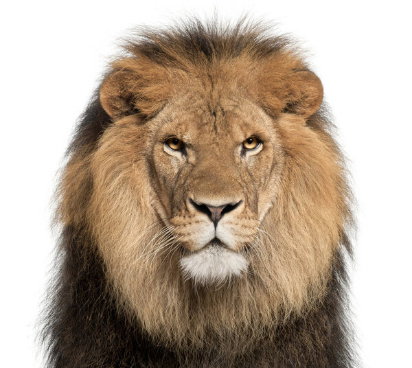 Close-up of lion, Panthera leo, 8 years old, in front of white background