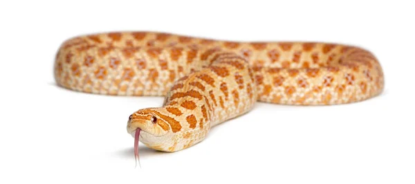 Western hog-nosed snake, Heterodon nasicus against white background — Stock Photo, Image