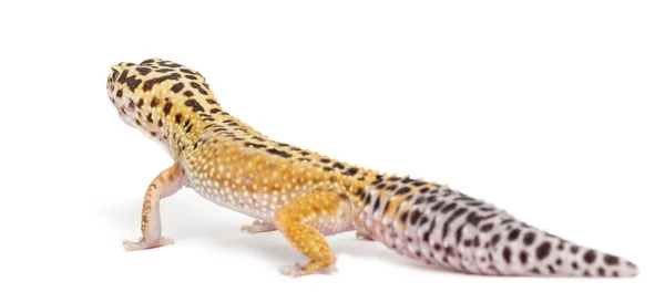 Leopard gecko, eublepharis macularius, tegen witte achtergrond — Stockfoto