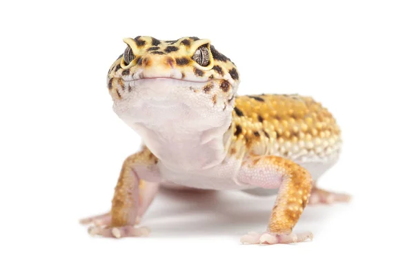 Leopard gecko, eublepharis macularius, mot vit bakgrund — Stockfoto