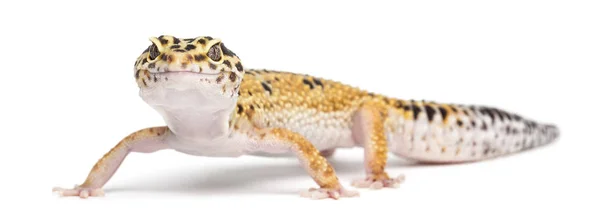 Leopard gecko, eublepharis macularius, mot vit bakgrund — Stockfoto