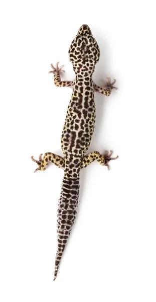 Leopard gecko, Eublepharis macularius, against white background — Stock Photo, Image