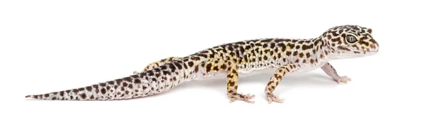 Geco leopardato, Eublepharis macularius, sullo sfondo bianco — Foto Stock