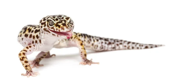 Leopard gecko, eublepharis macularius, tegen witte achtergrond — Stockfoto