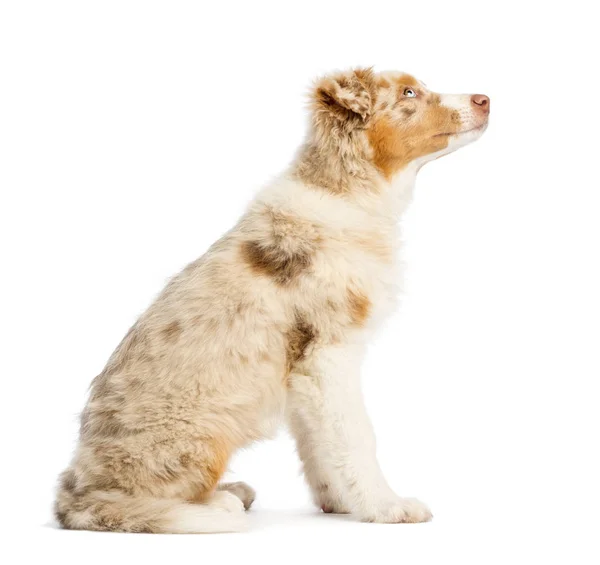 Side view of an Australian Shepherd puppy, 3.5 months old, sitting and looking up against white background — Stock Photo, Image