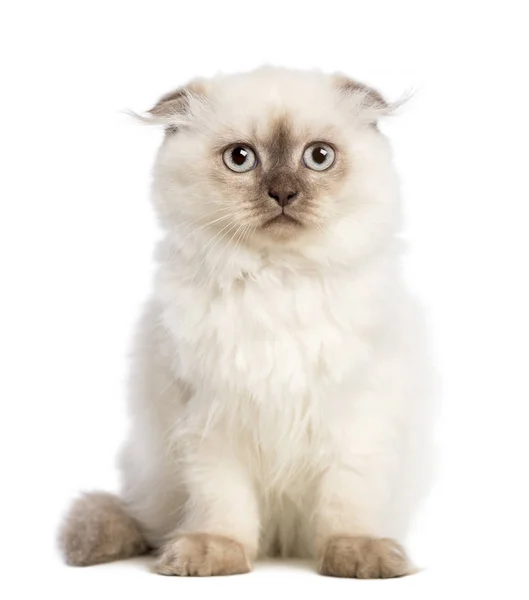 Высокий складной котенок сидит на белом фоне — стоковое фото