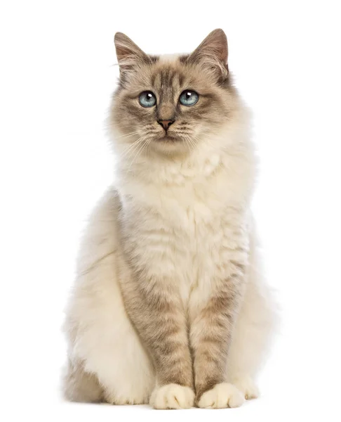 Birman zitten en kijken tegen witte achtergrond — Stockfoto